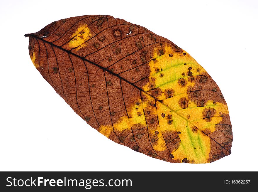 Autumn leaf on white background