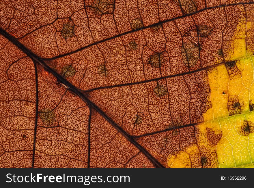 A structure of autumn leaf