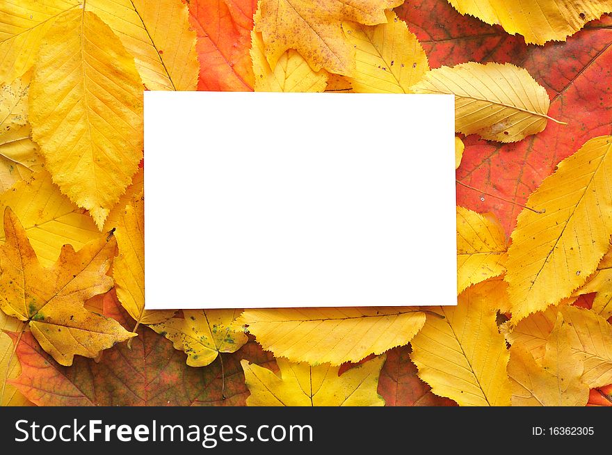 Blank card surrounded by beautiful autumn leaves. Blank card surrounded by beautiful autumn leaves