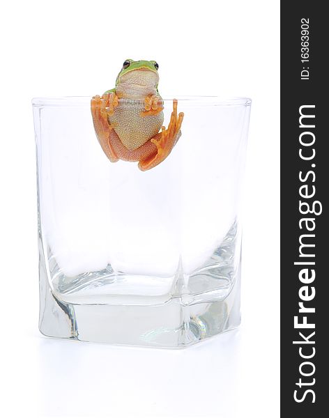 Green frog on a wineglass. Green frog on a wineglass.