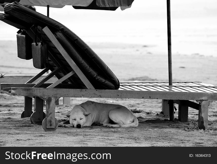 The dog sleeps under a chaise lounge on a deserted rainy beach. The dog sleeps under a chaise lounge on a deserted rainy beach