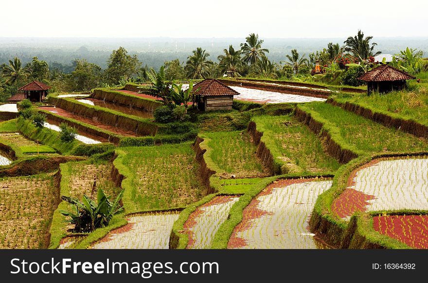 Beautiful rice terraces in bali