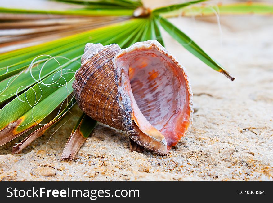 Sea shell on the sand in a summer day and a green leaf. Sea shell on the sand in a summer day and a green leaf