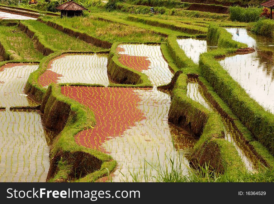 Rice Terraces