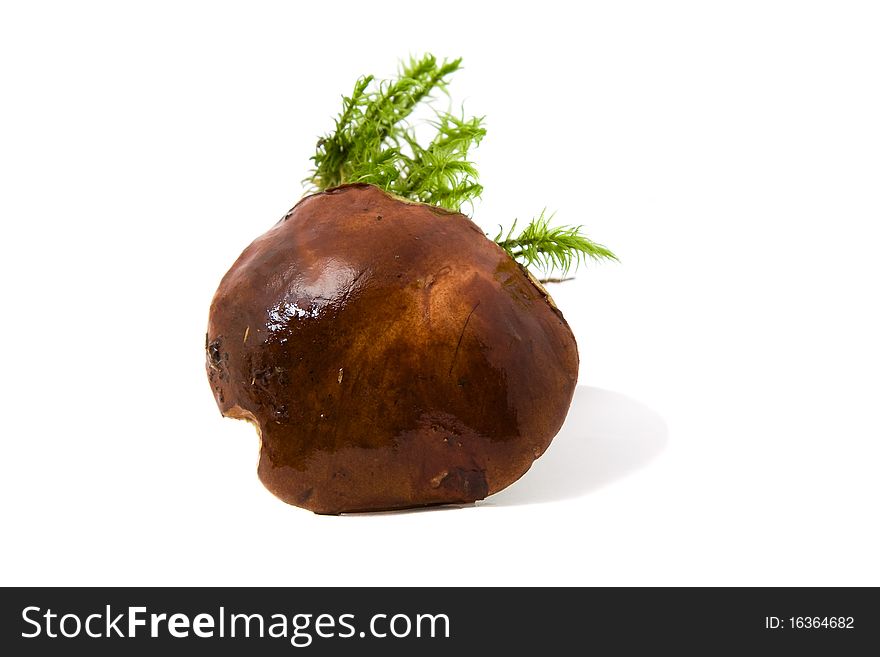 The Polish mushroom with a moss, photographed on a white background