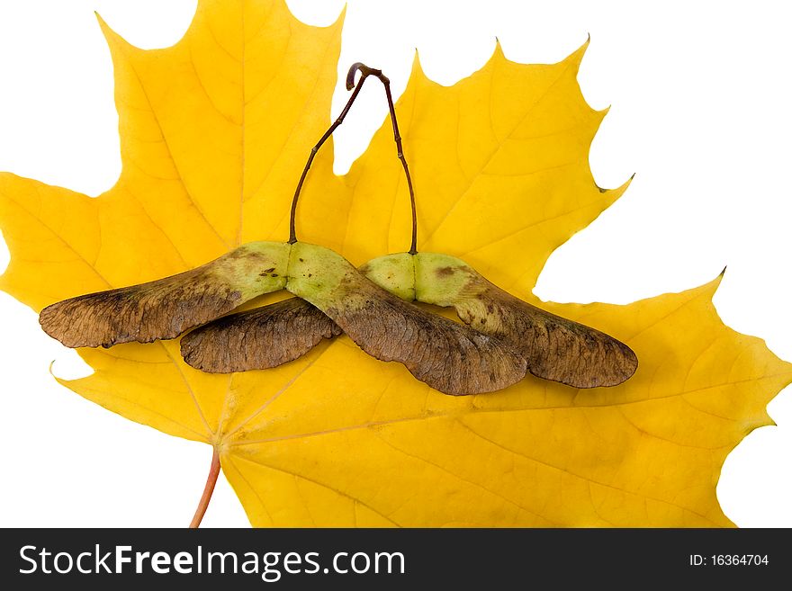 Yellow maple leaf on which maple seeds lie. Yellow maple leaf on which maple seeds lie