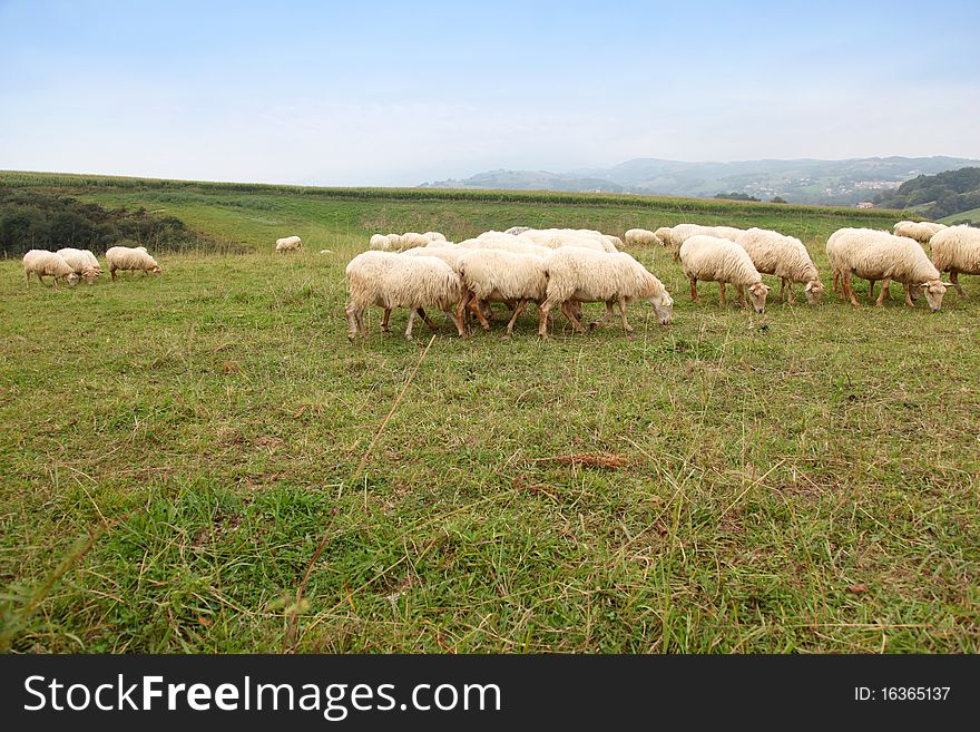 Sheep Herd Grazing In Nature