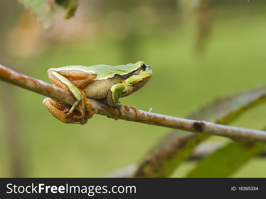 Tree frog hanging on a branch on blurry green background. Tree frog hanging on a branch on blurry green background
