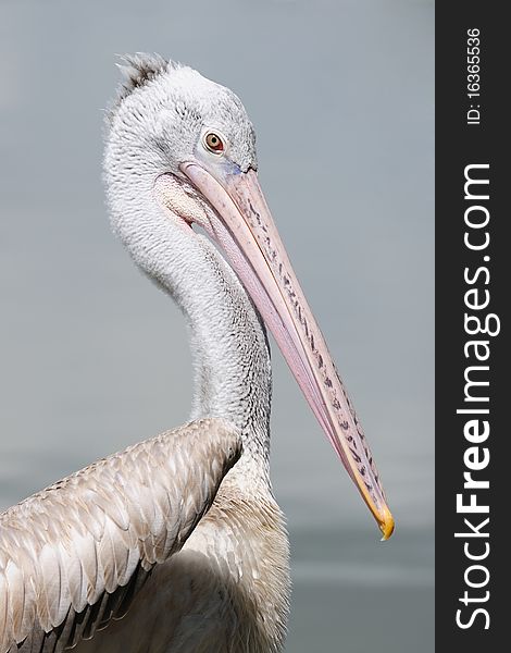 Close up on Spot-billed Pelican