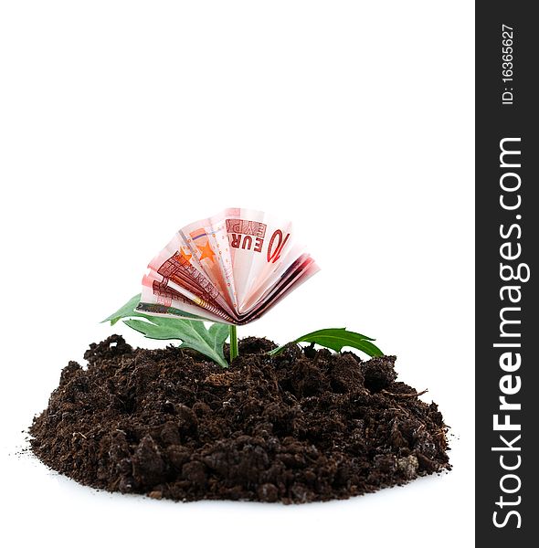 Banknote growing from the earth isolated on white. Banknote growing from the earth isolated on white