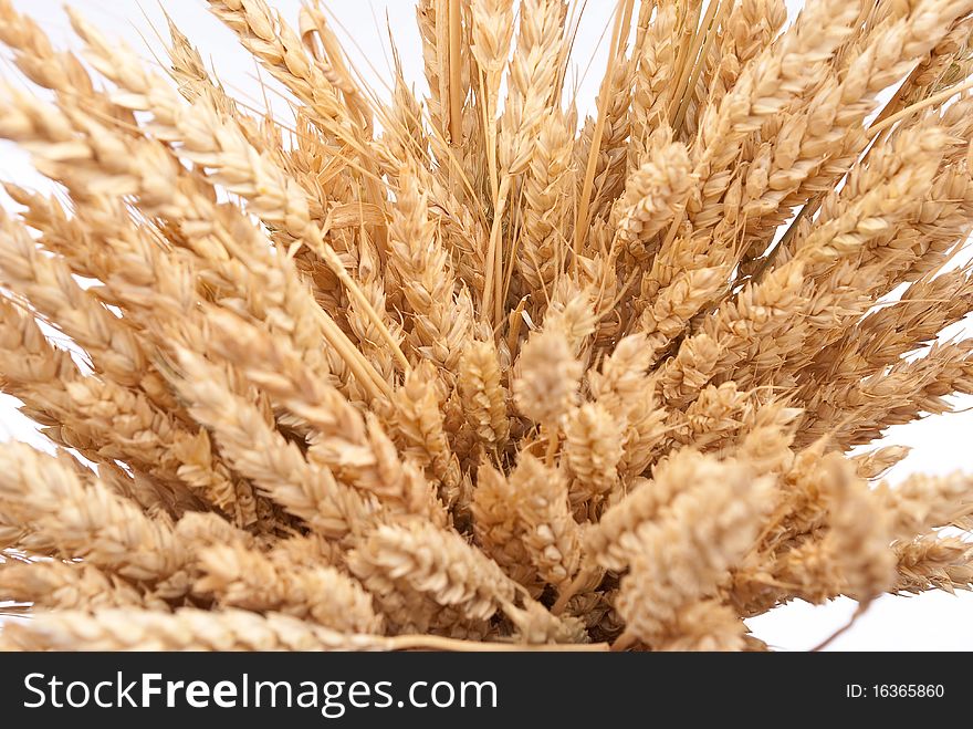 Details of ears of wheat. Details of ears of wheat