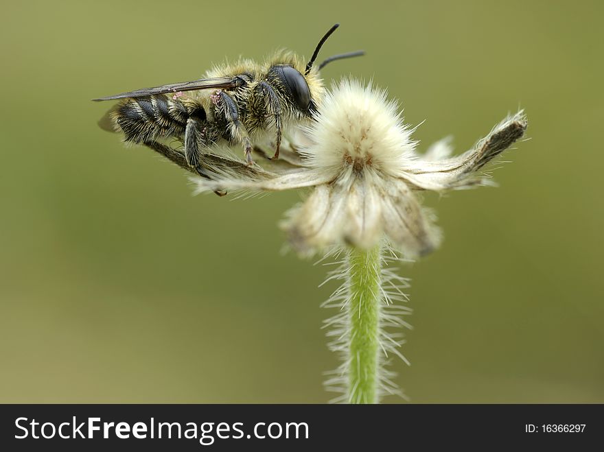 Bee gathers pollen sitting on a white flower