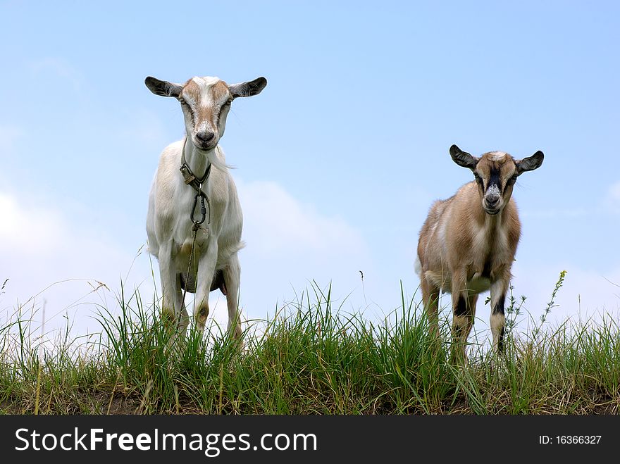 Two goats against the clear blue sky