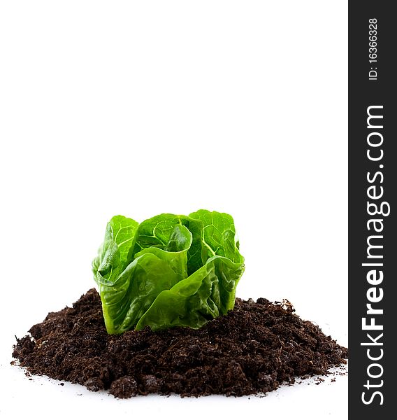 Green lettuce growing isolated on white. Green lettuce growing isolated on white