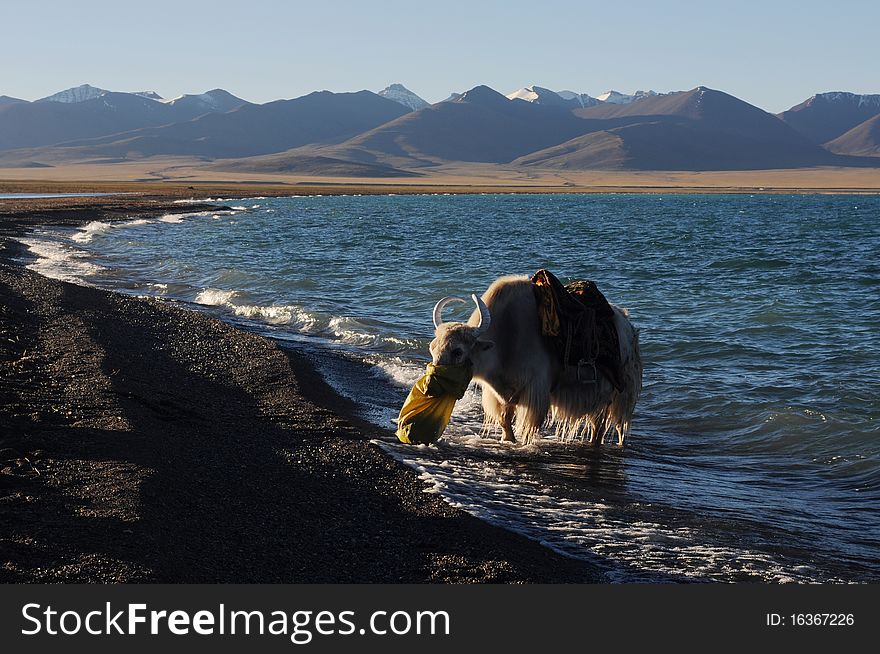 White yak in Tibet