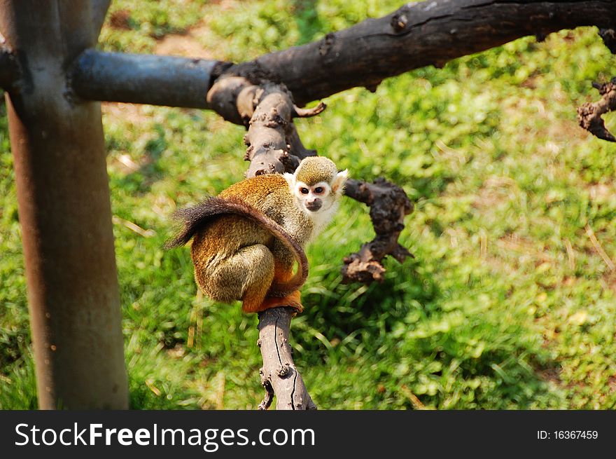 Chinese Golden monkey