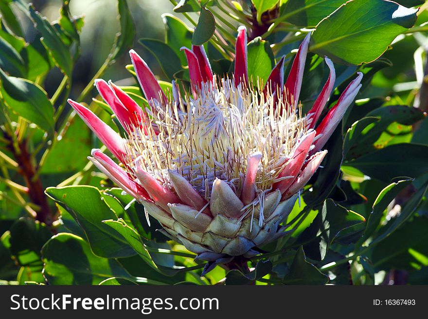 Protea flower in full bloom in a garden in South Africa