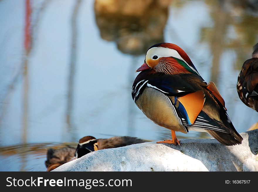 Magnificent feather, mandarin duck, brilliant feather