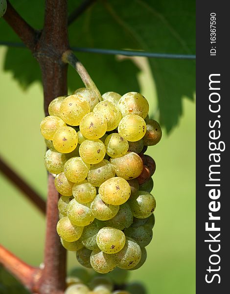 Green chardonnay grapes on the vine