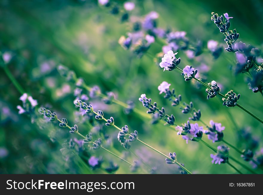 Lavender. A summer meadow.Wild flowers