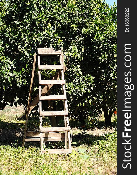 Stair to harvest fruit trees, fruit-bearing grapefruit