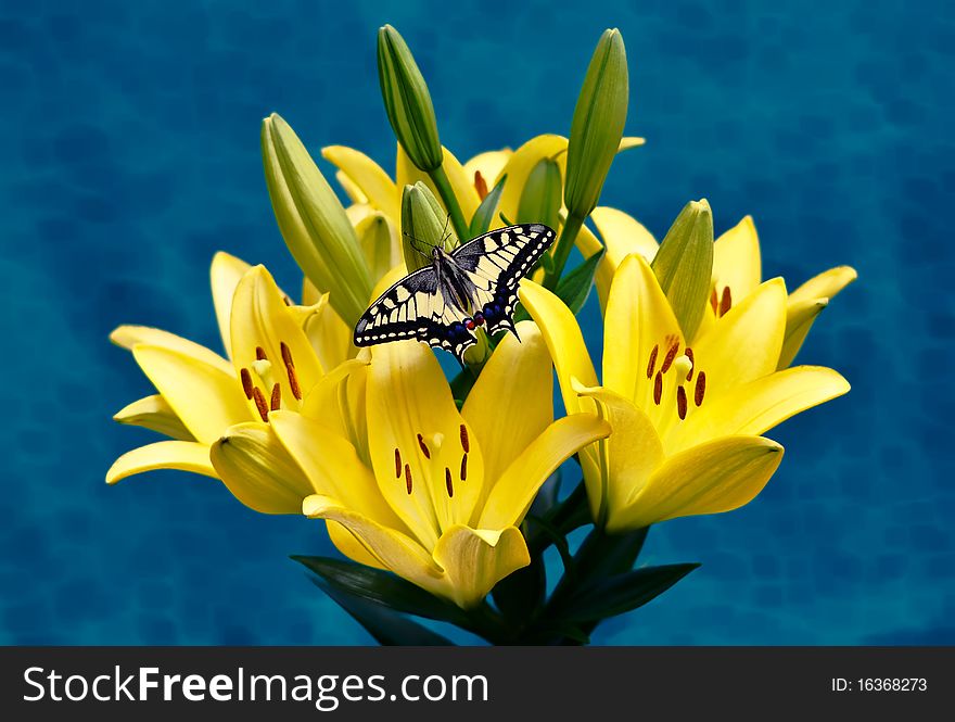 Beautiful butterfly Swallowtail sitting on a yellow lilies. Beautiful butterfly Swallowtail sitting on a yellow lilies