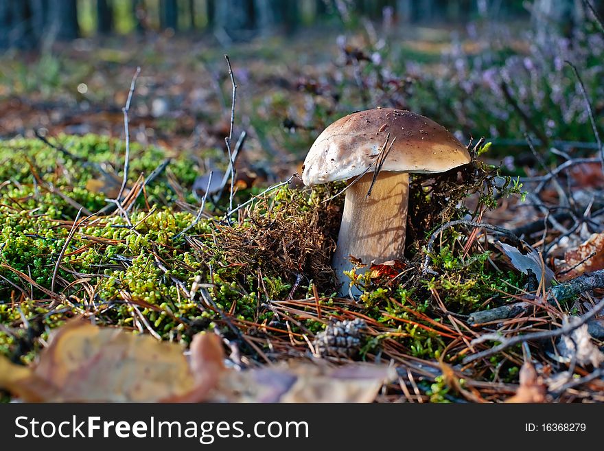 Wonderful boletus growing in a sunny autumn forest