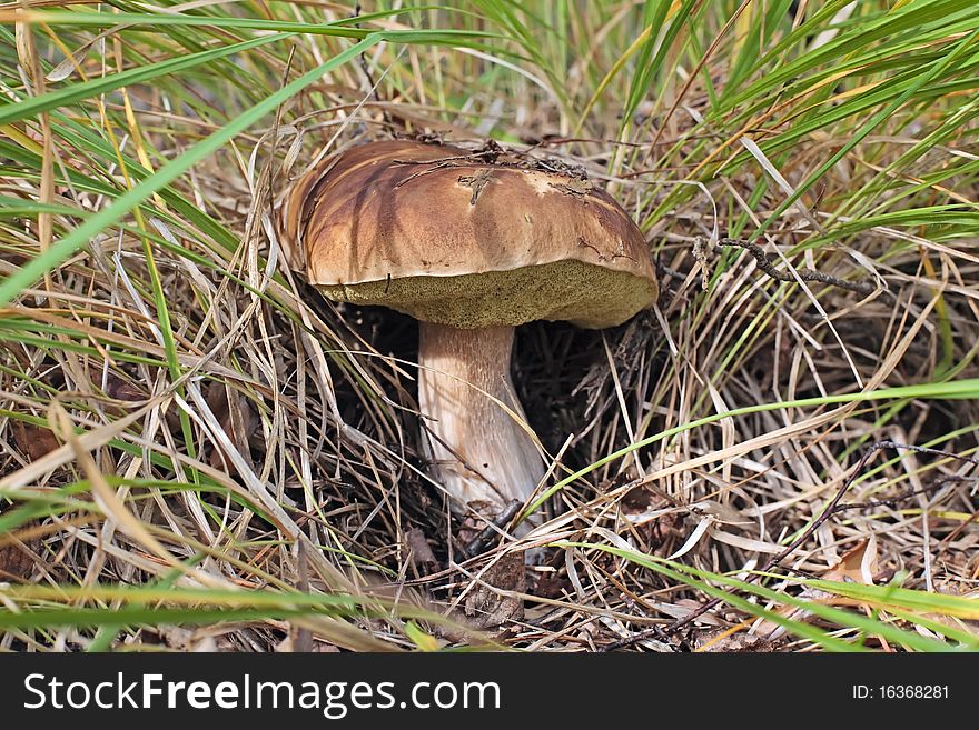 Xerocomus boletus growing in a sunny autumn forest. Xerocomus boletus growing in a sunny autumn forest