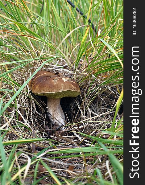 Xerocomus boletus growing in a sunny autumn forest. Xerocomus boletus growing in a sunny autumn forest