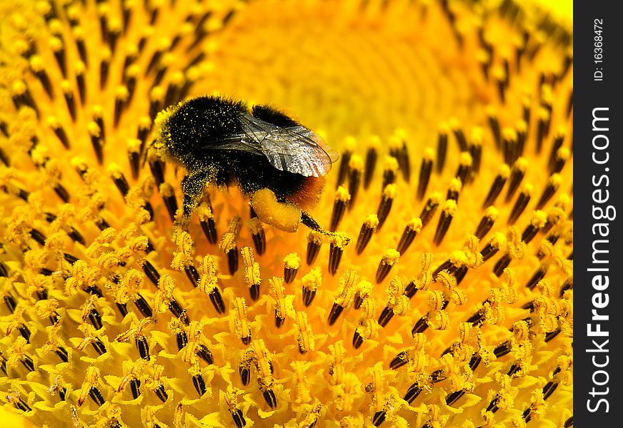 Bumblebee (Bombus) collecting pollen from flowers of sunflower.