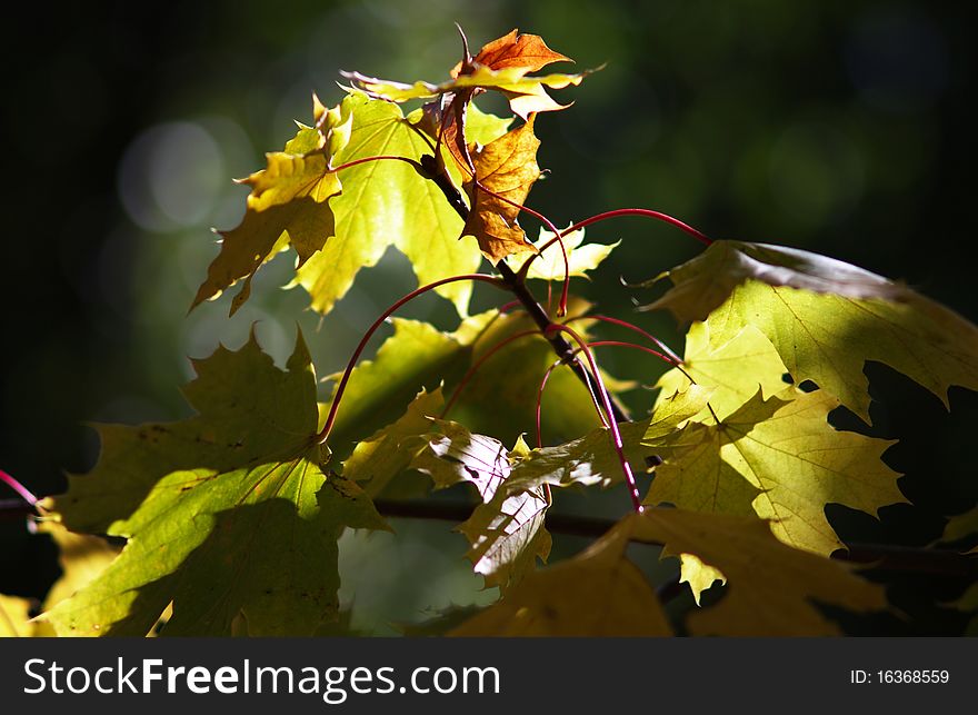 Maple branch with leafs back-lighted in sunlight, fall scenic