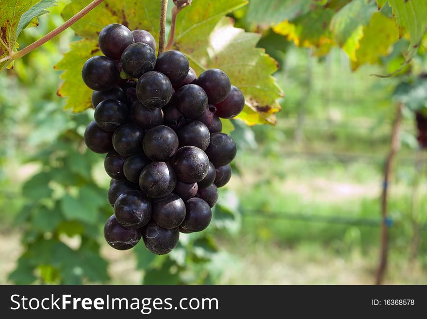 Fresh Purple Grape