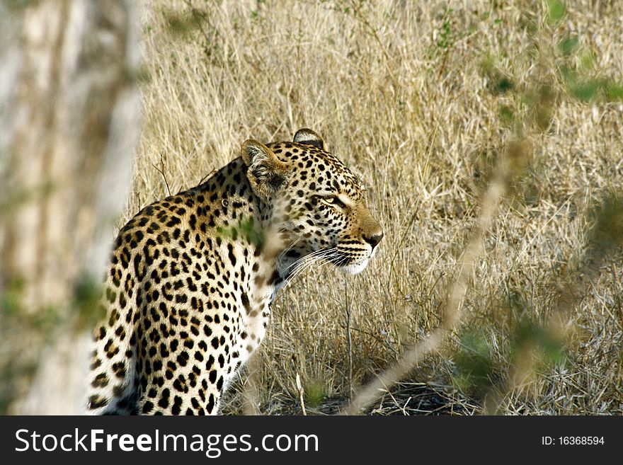 Leopard guarding his catch in the African bush. Leopard guarding his catch in the African bush