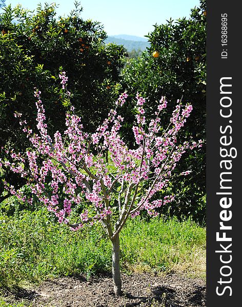 Fruit tree with flowers in time of spring, season of flowering. Fruit tree with flowers in time of spring, season of flowering.