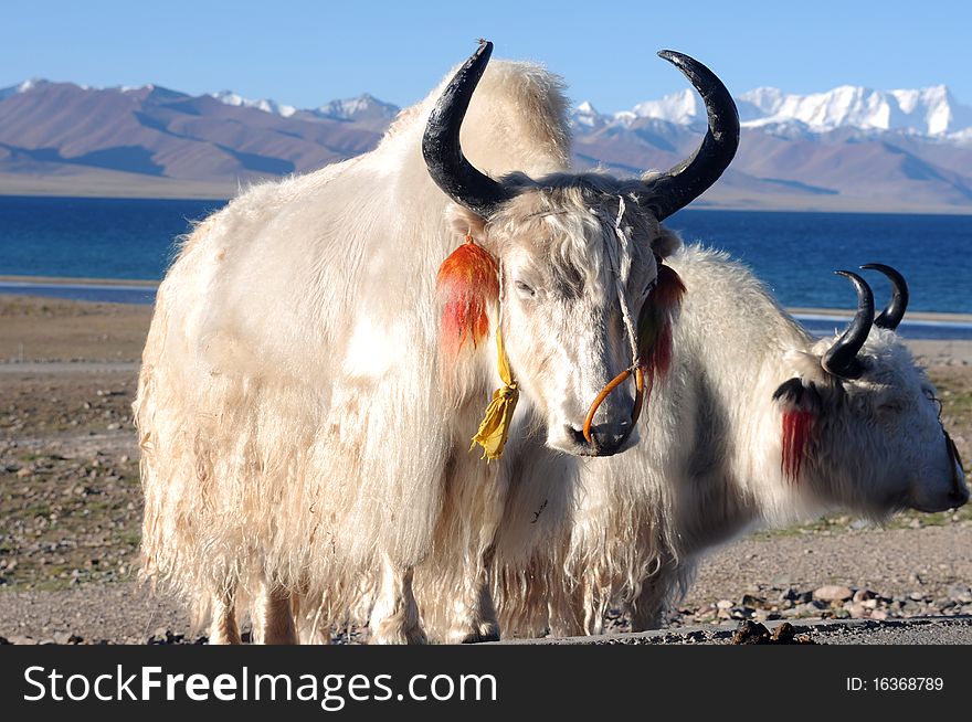 White yaks at the bank of a blue lake in Tibet. White yaks at the bank of a blue lake in Tibet