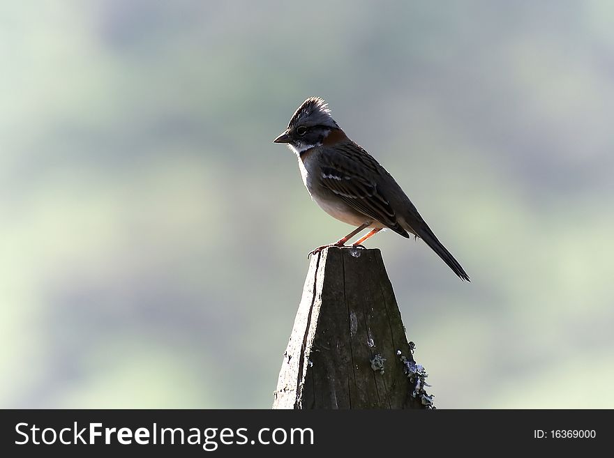 Bird common name gorriÃ³n in pole of fence against the light, sort than inhabit in almost all places of the world. Bird common name gorriÃ³n in pole of fence against the light, sort than inhabit in almost all places of the world.