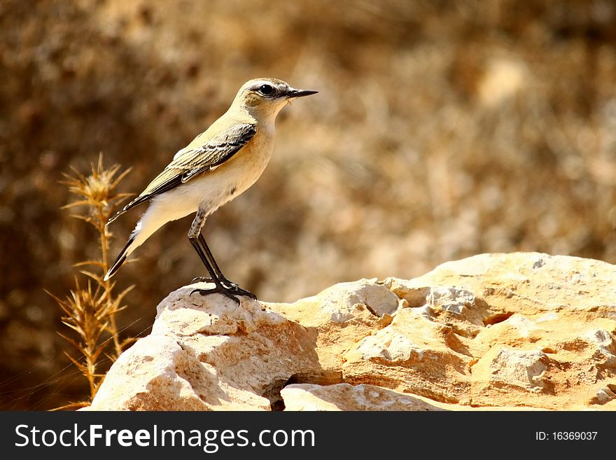 The short pants song bird sunbathing on a rock. The short pants song bird sunbathing on a rock.