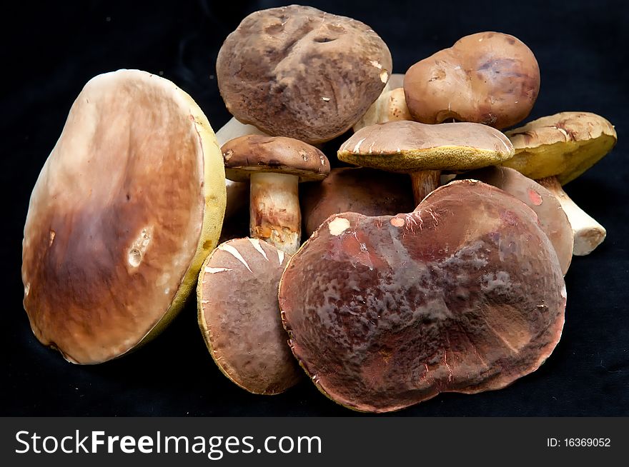 Group of mushrooms on the black background.