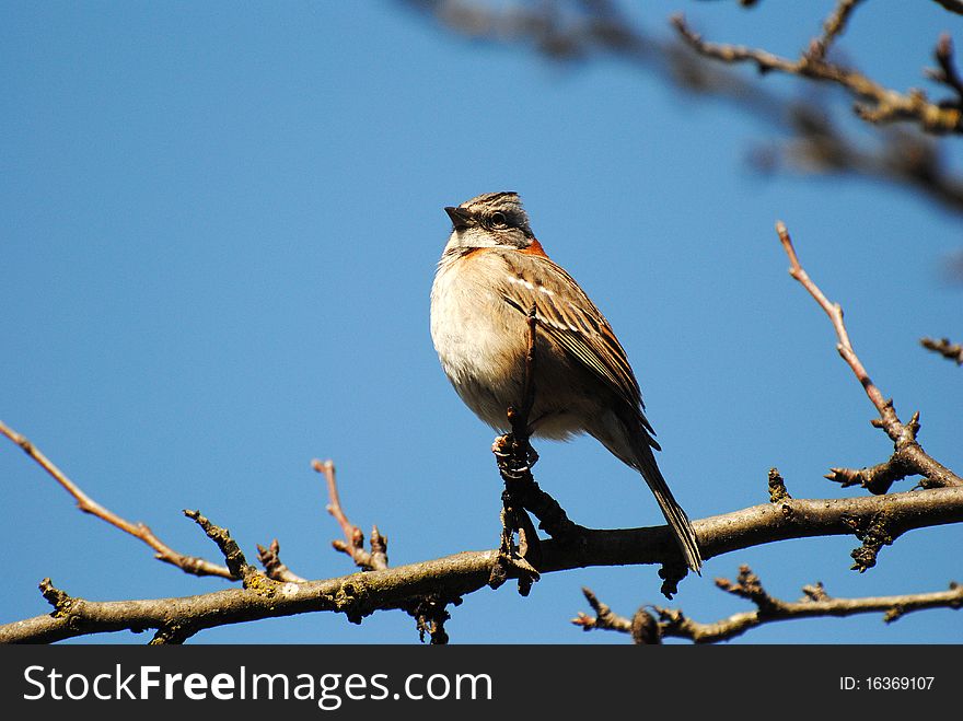 Bird sparrow laid down in fruit-bearing- quince branch, sort that you inhabit in almost everybody. Bird sparrow laid down in fruit-bearing- quince branch, sort that you inhabit in almost everybody.