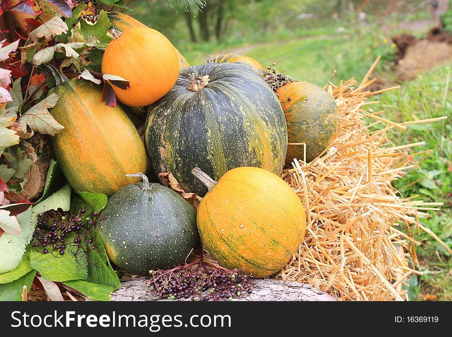 Colorful pumpkins collection fall arrangement with vegetables