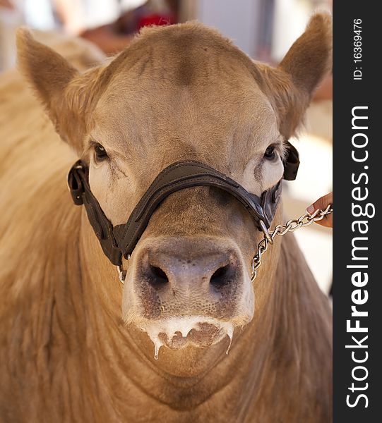 Cow Front Face