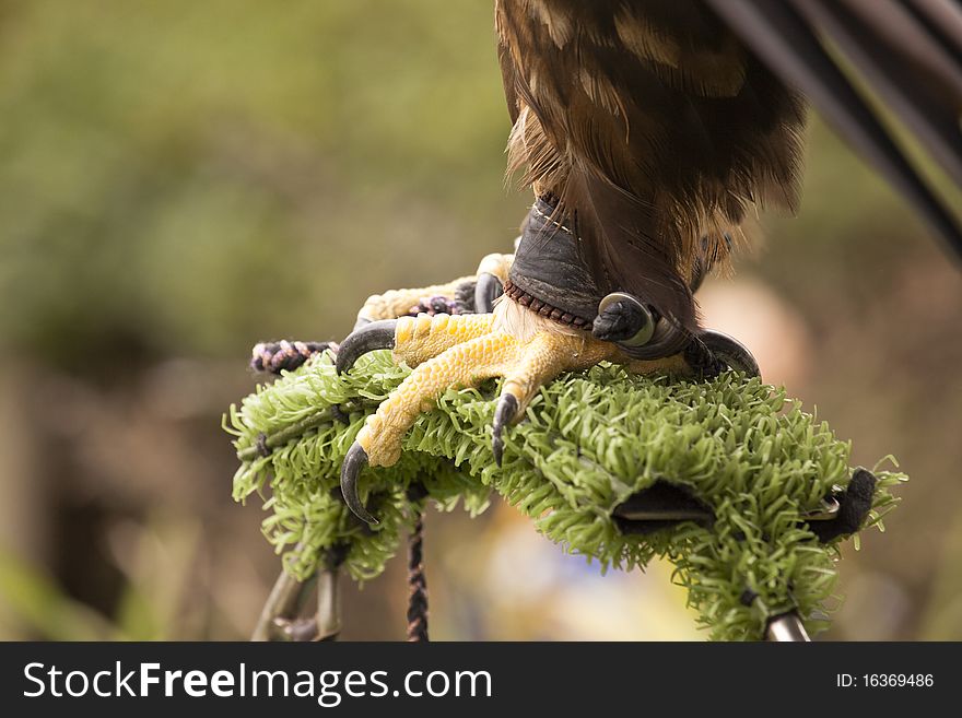 Eagle Tether