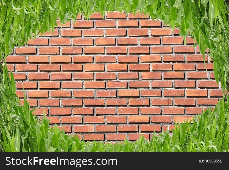 Eye shape grass in front of brick wall background