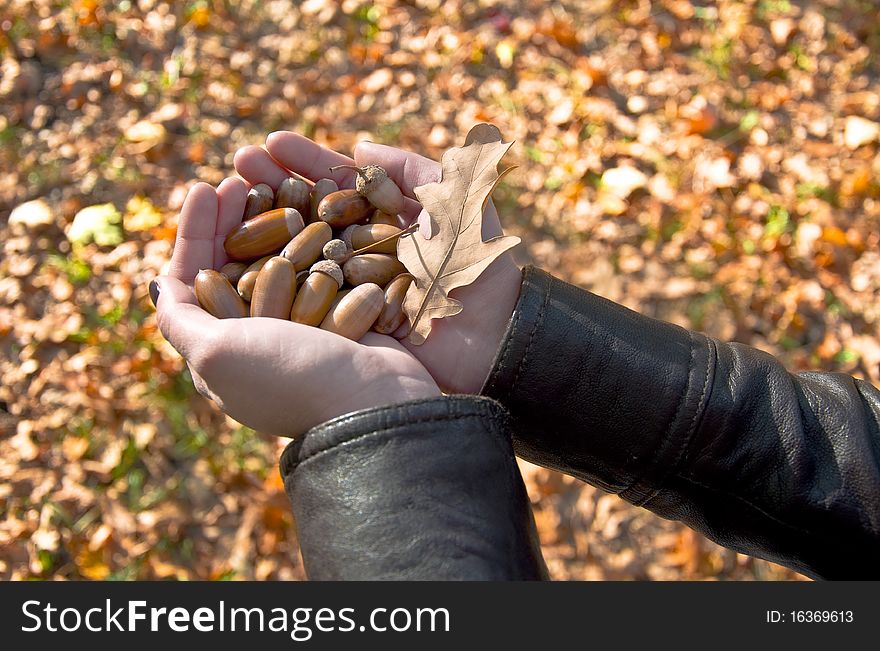 Female hands holding a handful of acorns on the background of the fallen yellow leaves.