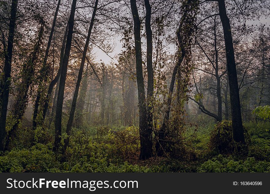 Nature In Morning