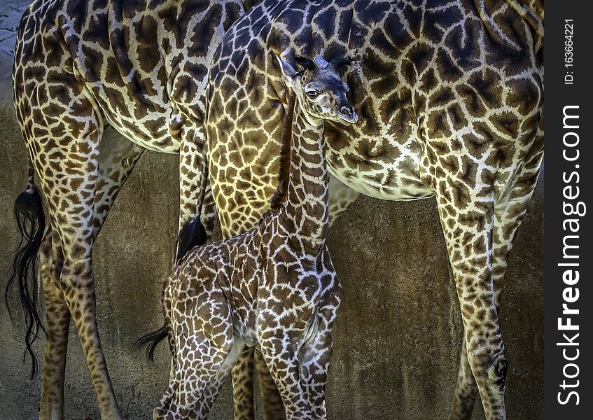 Close up detail of female Kilimanjaro giraffe baby calf from East Africa. Close up detail of female Kilimanjaro giraffe baby calf from East Africa