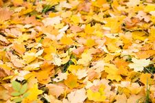 Leaf Fall Background Stock Photos Leaf Fall Background Stock Photos