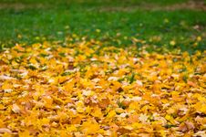 Leaf Fall Background Stock Image Leaf Fall Background Stock Image