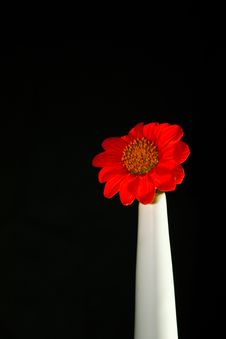 Gerbera Stock Photography Gerbera Stock Photography