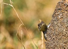 Lizard Peeping From A Rock Royalty Free Stock Photo Lizard Peeping From A Rock Royalty Free Stock Photo